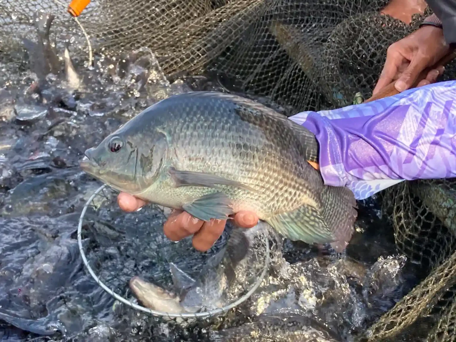 Tambak ikan nila Calincing Cianjur — DMJ distributor
